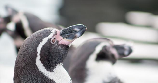 Гледачите в Лондонската зоологическа градина спасиха малко пингвинче, след като
