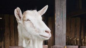 Вчера в РУ Дупница е постъпил сигнал за умъртвена коза