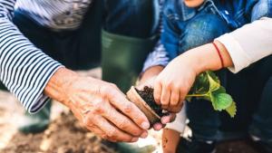 градина засаждане дете баба