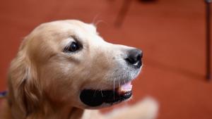 куче златен ретрийвър