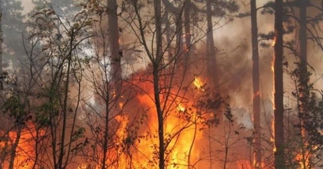 Около 2 дка горска растителност са изгорели при пожара над пловдивското село