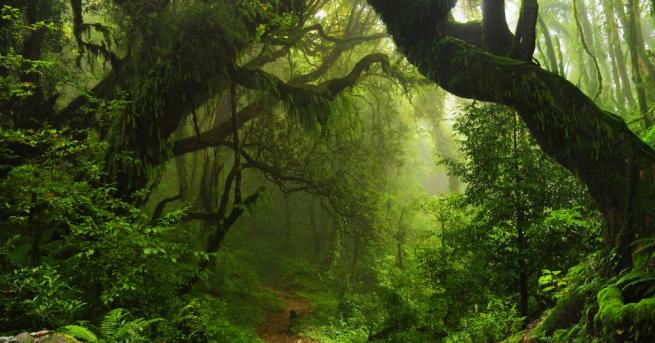 В дълбоките дъждовни гори на Амазония е съществувала древна цивилизация.
