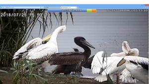 розов пеликан