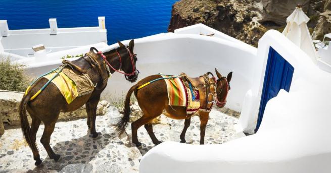 Властите на идиличния гръцки остров Санторини предложиха защита на магаретата