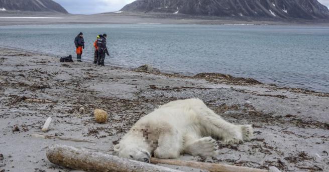 Застреляха полярна мечка нападнала служител на германски круизен кораб съобщава