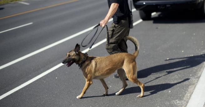 Полицейските кучета в Цюрих патрулират с обувки, за да бъдат