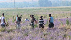 реколта лавандула