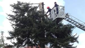 бор Монтана