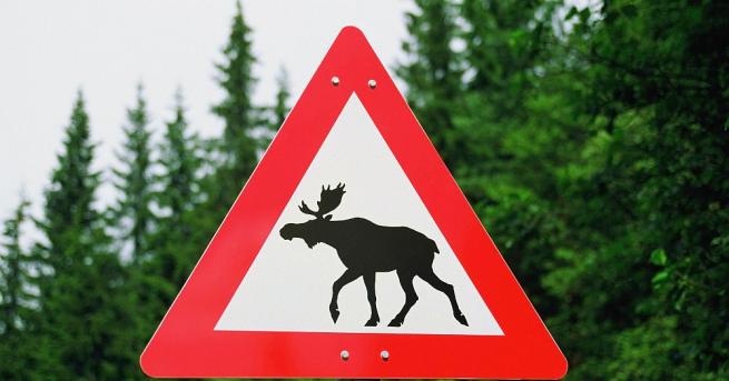 Норвежките власти предупреждават шофьорите да се оглеждат за северни елени,