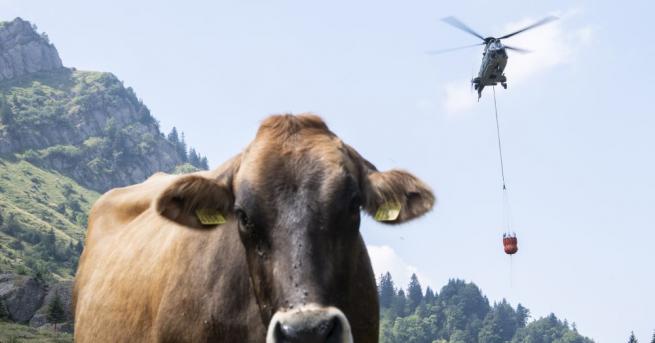 В Швейцарските Алпи предприемат извънредни мерки за поене на кравите