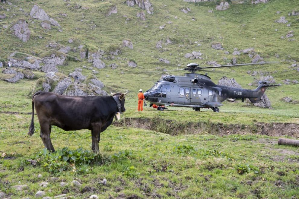  Напоиха с хеликоптер крави в Швейцарските Алпи 