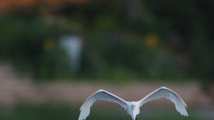 Екип на общината в Кюстендил реагира на сигнал за птица