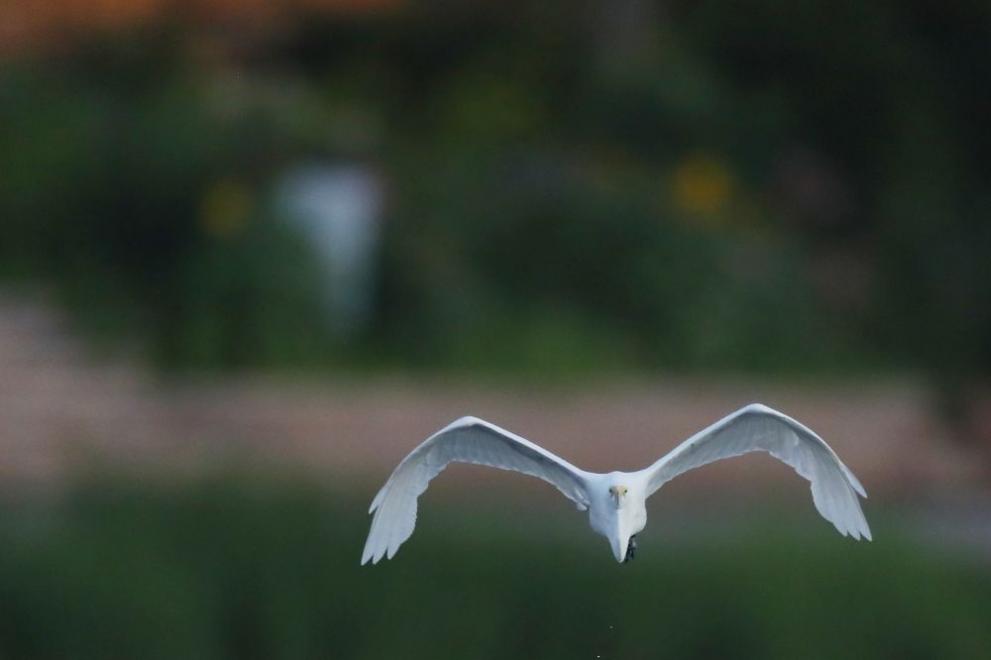 Екип на общината в Кюстендил реагира на сигнал за птица