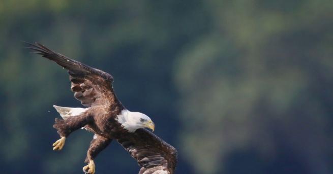 Орел с размах на крилата 2,5 м се блъсна в