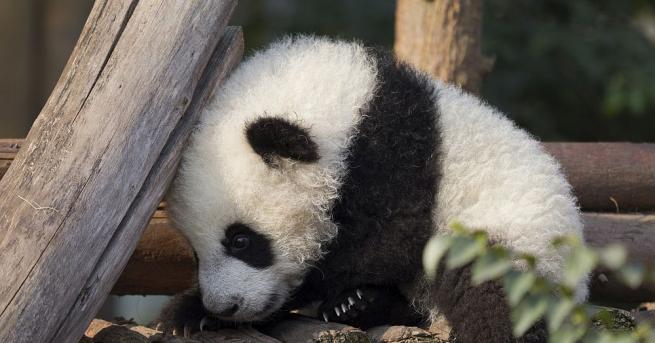 Първата родена във Франция панда отпразнува първия си рожден ден