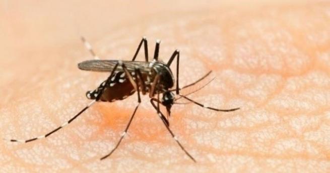 Учени успешно унищожиха популация комари в лабораторна среда, като използваха