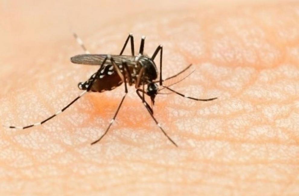 Комарите са най-опасните за човека насекоми - Габрово - DarikNews.bg