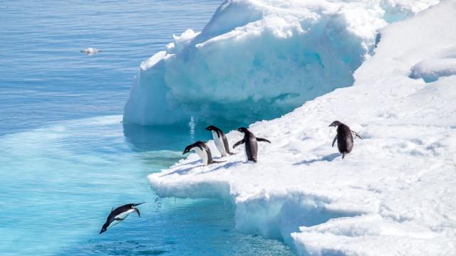 Птичият грип ще се разпространи в Антарктида и ще причини огромни щети