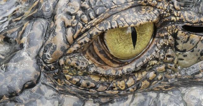 Американката Макензи Ноланд която е студент в Тексас си направи