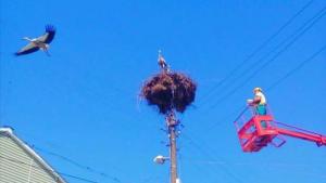 Разград щъркел