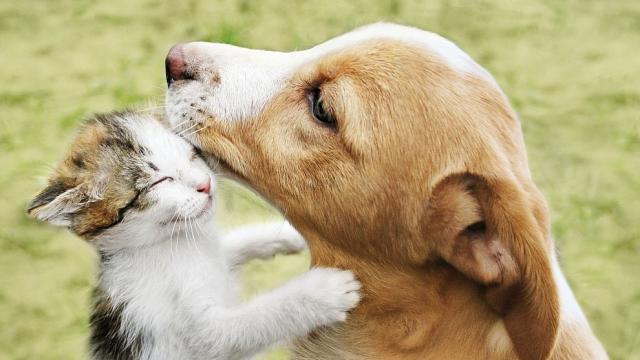Кучета и котки надушват рака на стопаните си