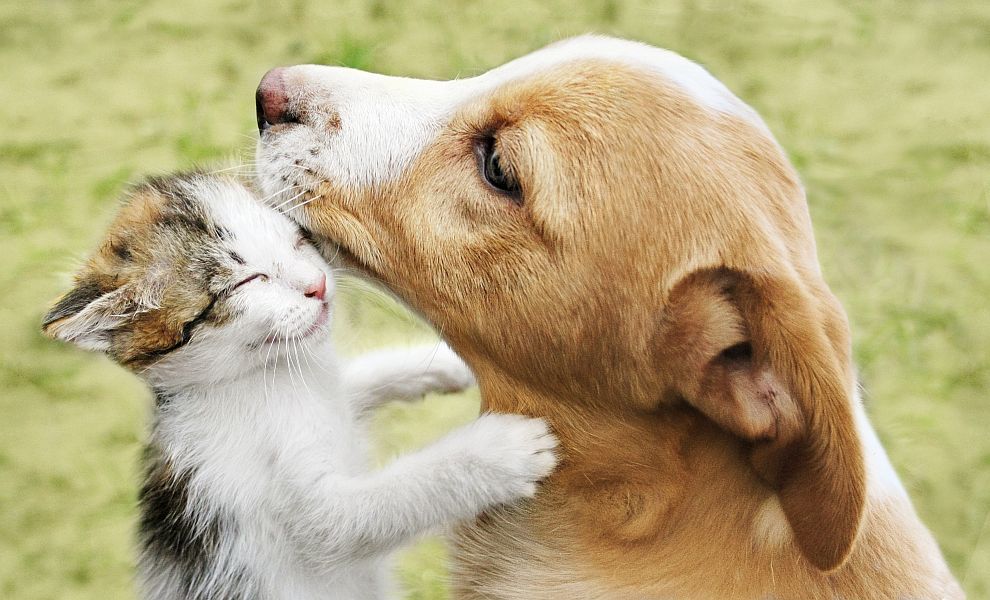 Котките и кучетата могат да живеят в мир под един покрив - Любопитно -  DarikNews.bg