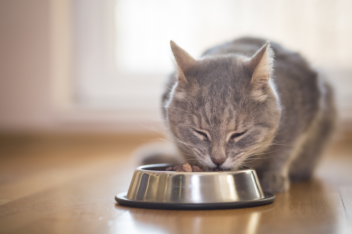 Котката ви си набавя много голяма част от необходимите течности орез храната. 