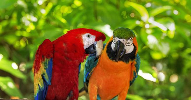 Папагалите могат също като хората да се изчервяват в ситуации