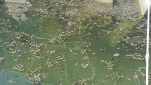 замърсяване води Балчик