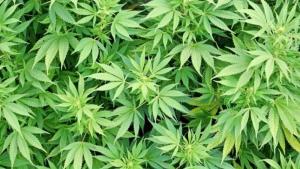 канабис Враца