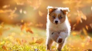 времето есен