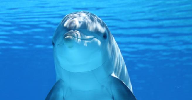 3-меровият делфин Зафар се появи в залива Брест като атракция.