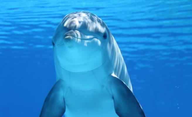 Сексуално разочарован делфин затвори плаж във Франция