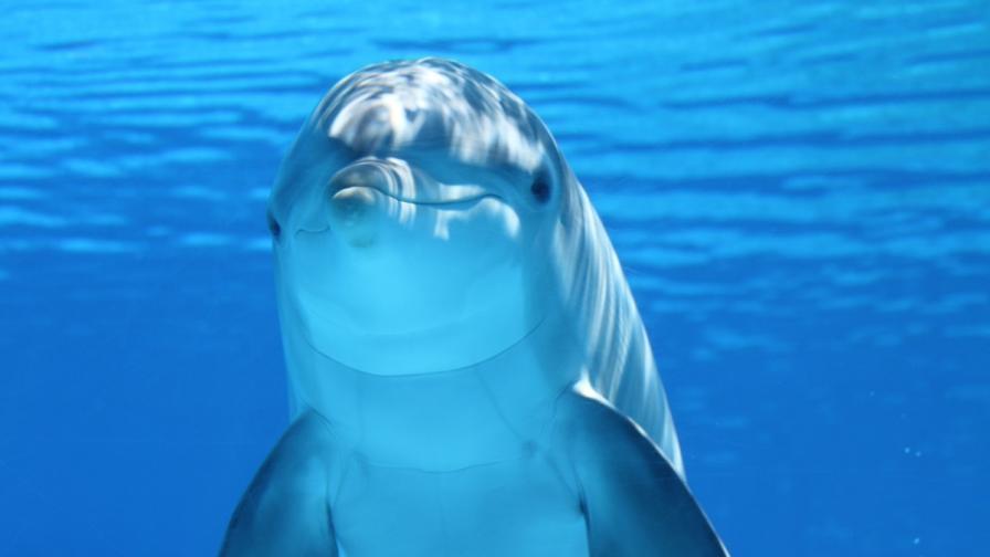 Сексуално разочарован делфин затвори плаж