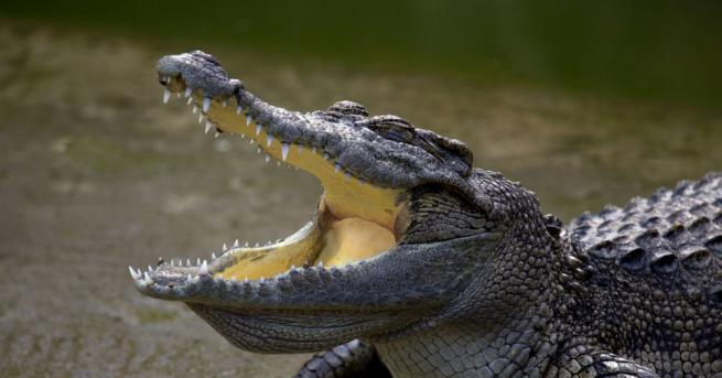 Полицейски служители в щата Луизиана се оплакаха че алигатор е