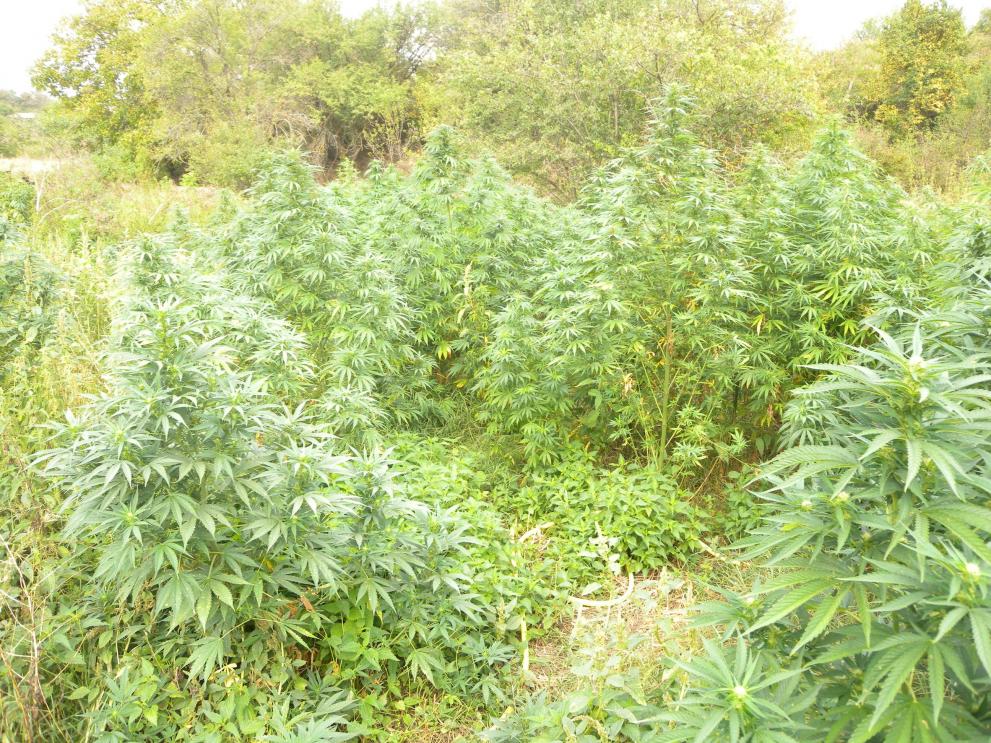 плантация марихуана