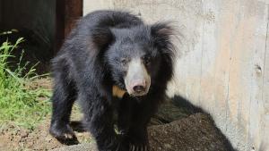 Мечокът Лийн