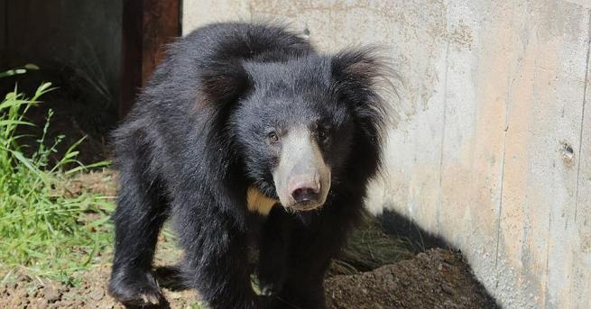 Софийският зоопарк има нов обитател – мъжката бърнеста мечка Лийм