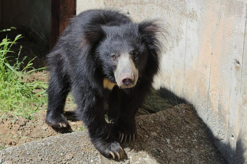 Мечокът Лийн е най-новият обитател на Софийския зоопарк