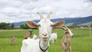 Разследват причините за смъртта на две кози в Трънско съобщиха