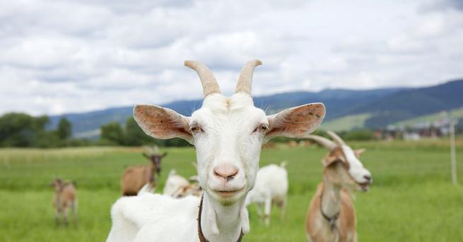 Гладно стадо от 500 кози помогна да бъде спасена президентската