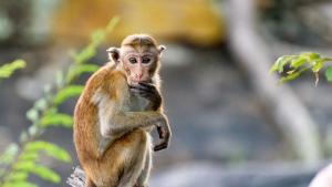 маймуна маймунка