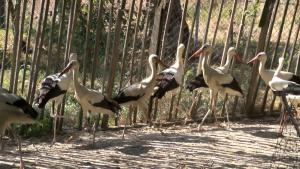 Пуснаха на свобода 15 бели излекувани щъркели в Стара Загора