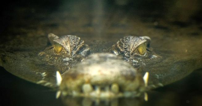 Крокодил нападна и изяде майка и 5 месечното ѝ бебе в