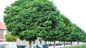 кълбовидна акация