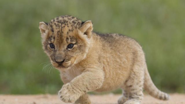 Рискована ситуация: Тайландка разхожда лъвчето си в автомобил (ВИДЕО)
