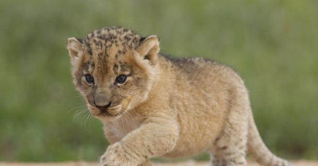 Лъвица в резерватаУкутулав РЮА роди първите лъвчета заченати с изкуствено