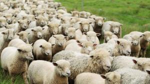 Полицейски служители от Павликени разследват кражба на 45 овце от
