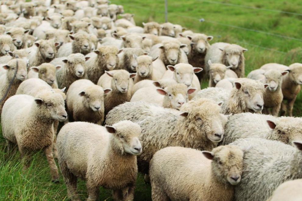 Откраднаха 100 бременни овце за 50&nbsp;000 лв. от ферма край Сливен (СНИМКА)