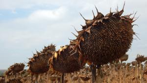 есен слънчогледи времето